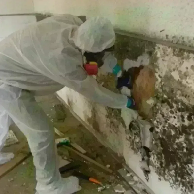 Mold Remediation and Removal in Delaware County, NY